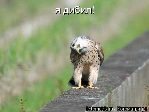 Котоматрица: я дибил!