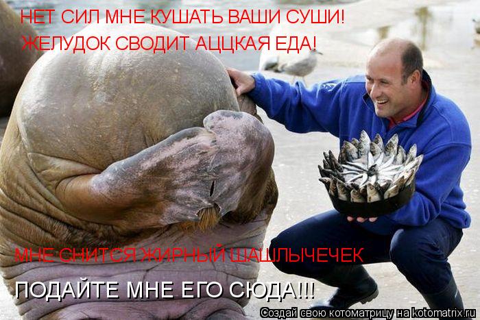 Котоматрица: НЕТ СИЛ МНЕ КУШАТЬ ВАШИ СУШИ! ЖЕЛУДОК СВОДИТ АЦЦКАЯ ЕДА! МНЕ СНИТСЯ ЖИРНЫЙ ШАШЛЫЧЕЧЕК ПОДАЙТЕ МНЕ ЕГО СЮДА!!!
