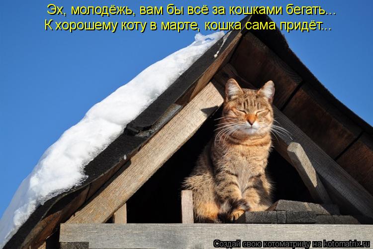 Котоматрица: Эх, молодёжь, вам бы всё за кошками бегать... К хорошему коту в марте, кошка сама придёт...