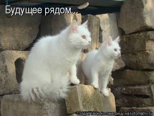 Котоматрица: Будущее рядом...