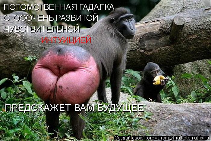 Котоматрица: ПОТОМСТВЕННАЯ ГАДАЛКА С  ОООЧЕНЬ РАЗВИТОЙ  ЧУВСТВИТЕЛЬНОЙ ИНТУИЦИЕЙ ПРЕДСКАЖЕТ ВАМ БУДУЩЕЕ