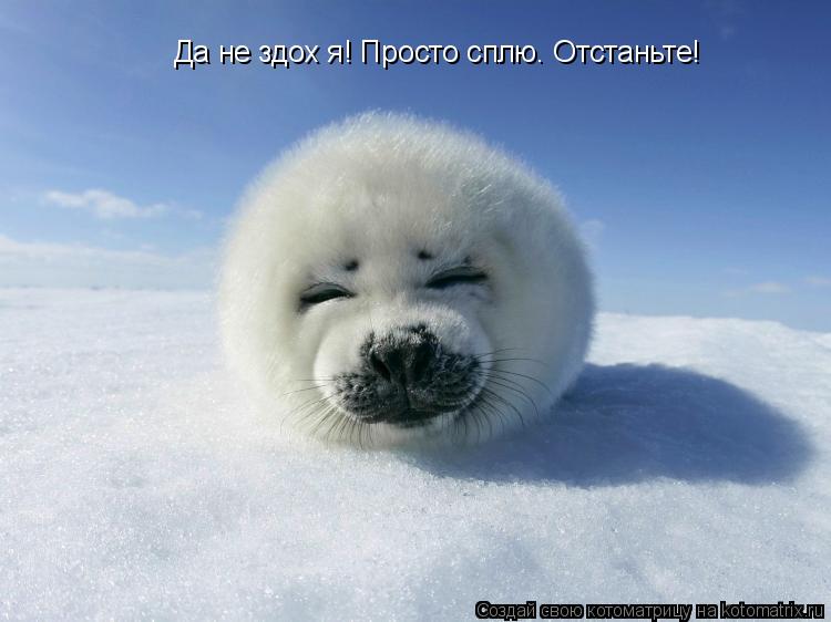 Котоматрица: Да не здох я! Просто сплю. Отстаньте!