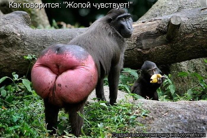 Котоматрица: Как говорится: "Жопой чувствует!"