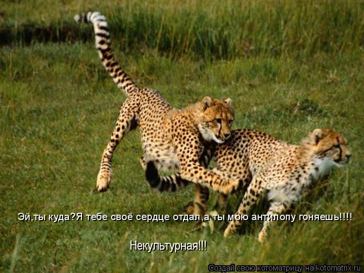 Эй,ты куда?Я тебе своё сердце отдал,а ты мою антилопу гоняешь!!!! Некультурная!!!... Котоматрица: Эй,ты куда?Я тебе своё сердце отдал,а ты мою антилопу гоняешь!!!! Некультурная!!!