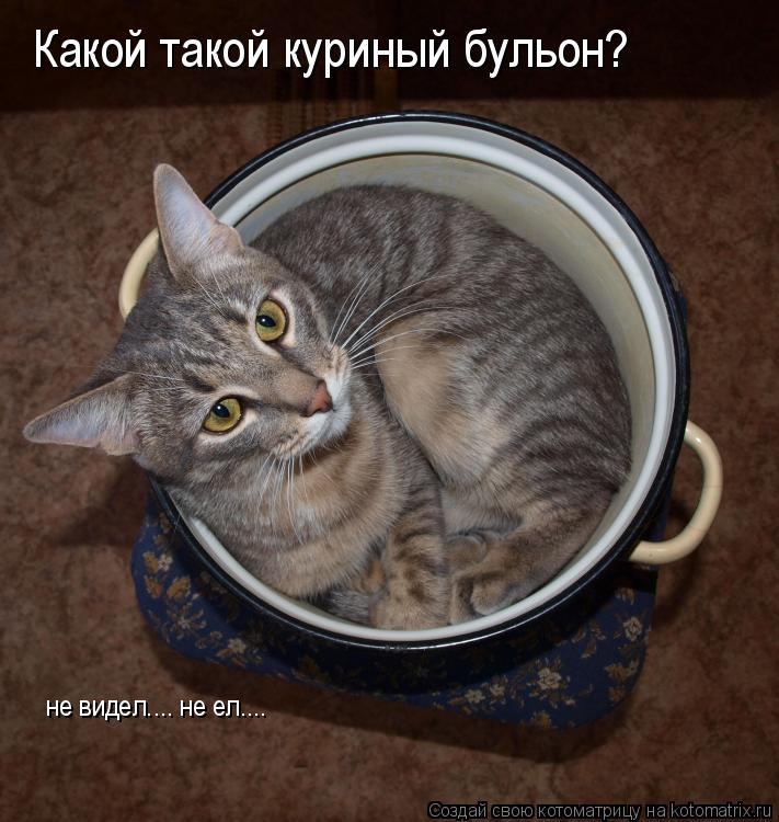 Котоматрица: Какой такой куриный бульон?   не видел.... не ел....
