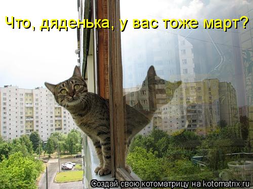 Котоматрица: Что, дяденька, у вас тоже март?
