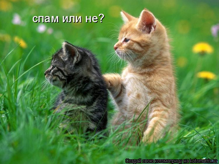 спам или не?... Котоматрица: спам или не?