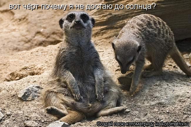 вот чёрт почему я не достаю до солнца?... Котоматрица: вот чёрт почему я не достаю до солнца?