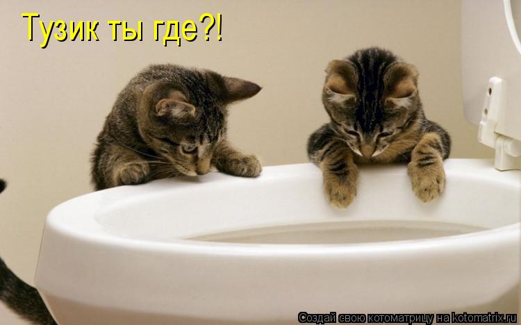Тузик ты где?!... Котоматрица: Тузик ты где?!