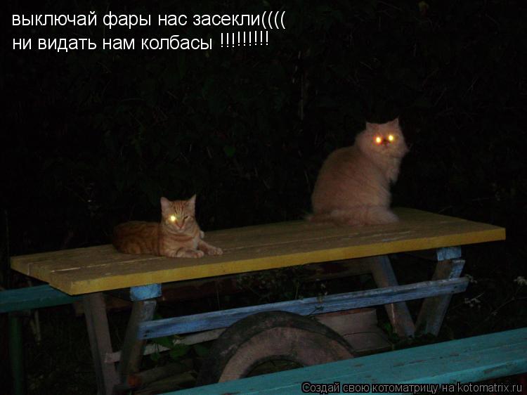 выключай фары нас засекли(((( ни видать нам колбасы !!! !!! !!!... Котоматрица: выключай фары нас засекли(((( ни видать нам колбасы !!! !!! !!!