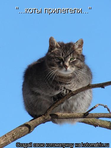 "...коты прилетели..."... Котоматрица: "...коты прилетели..."