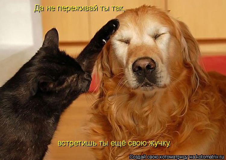 Да не переживай ты так, встретишь ты ещё свою жучку.... Котоматрица: Да не переживай ты так, встретишь ты ещё свою жучку.