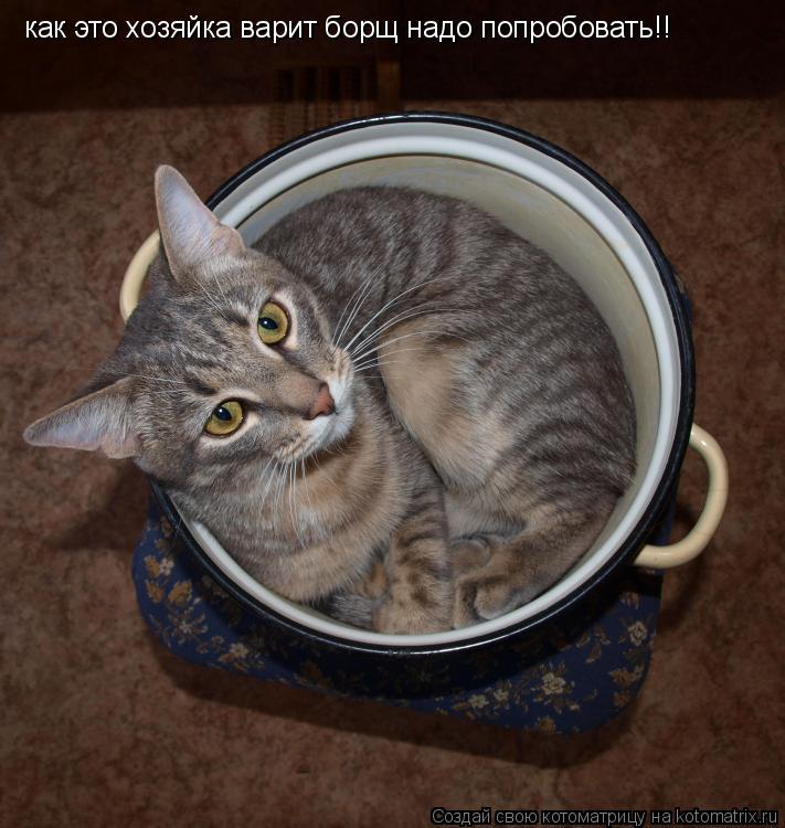 как это хозяйка варит борщ надо попробовать!!... Котоматрица: как это хозяйка варит борщ надо попробовать!!