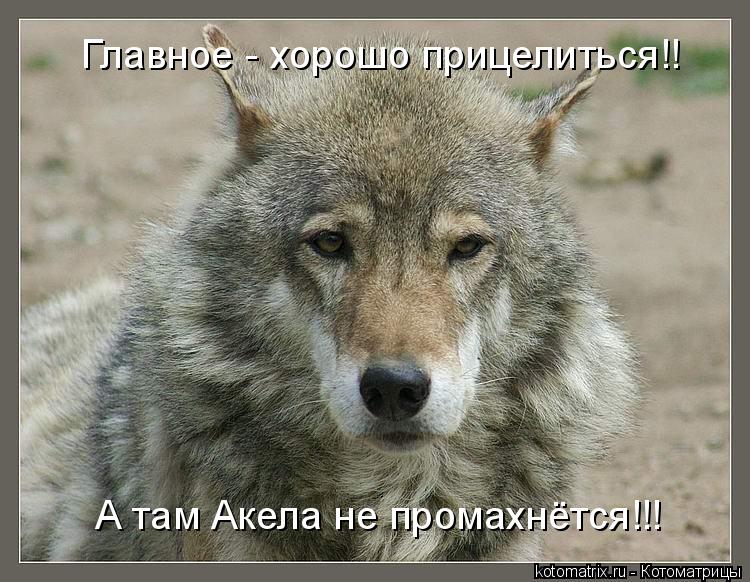 Главное - хорошо прицелиться!! А там Акела не промахнётся!!!... Котоматрица: Главное - хорошо прицелиться!! А там Акела не промахнётся!!!