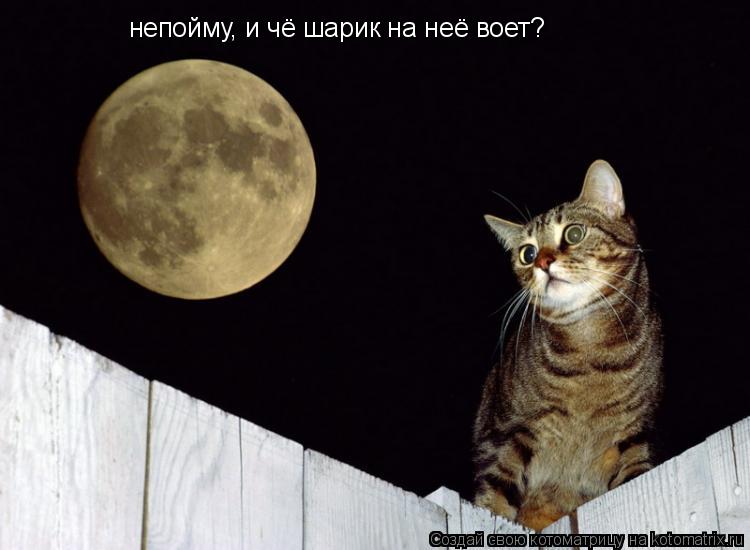 непойму, и чё шарик на неё воет?... Котоматрица: непойму, и чё шарик на неё воет?