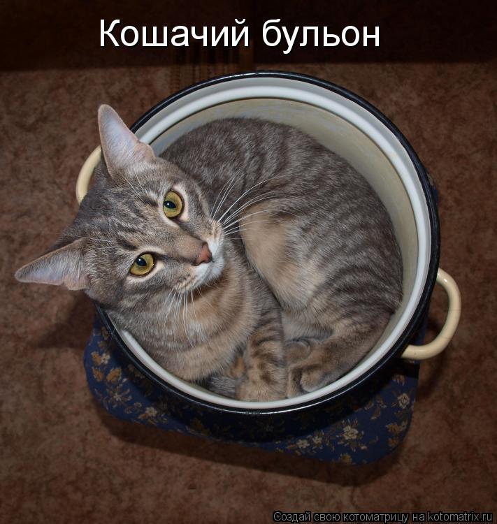Котоматрица: Кошачий бульон