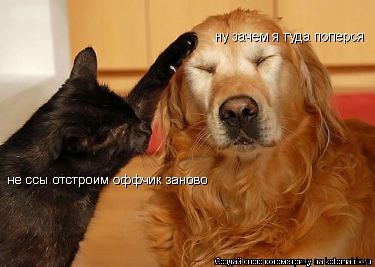 Котоматрица: не ссы отстроим оффчик заново ну зачем я туда поперся