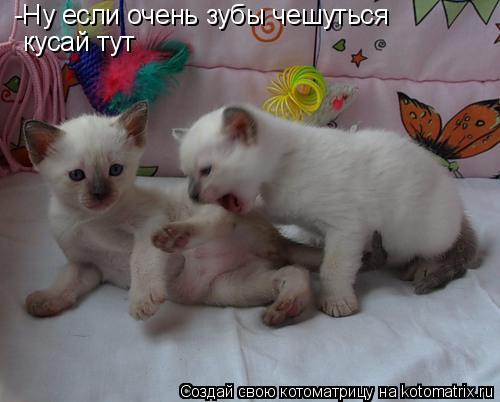 Котоматрица: -Ну если очень зубы чешуться  кусай тут