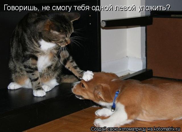 Говоришь, не смогу тебя одной левой уложить?... Котоматрица: Говоришь, не смогу тебя одной левой уложить?