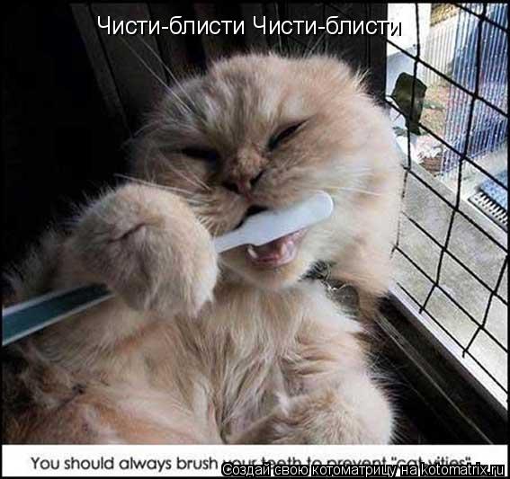 Котоматрица: Чисти-блисти Чисти-блисти