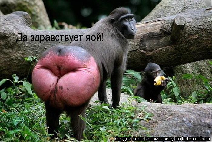 Котоматрица: Да здравствует яой!