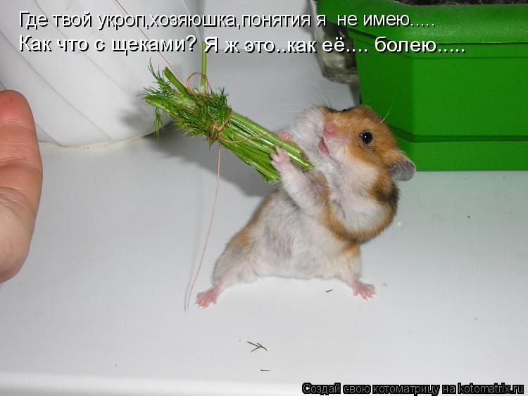 Котоматрица: Где твой укроп,хозяюшка,понятия я  не имею..... Как что с щеками? Я ж это..как её.... болею.....