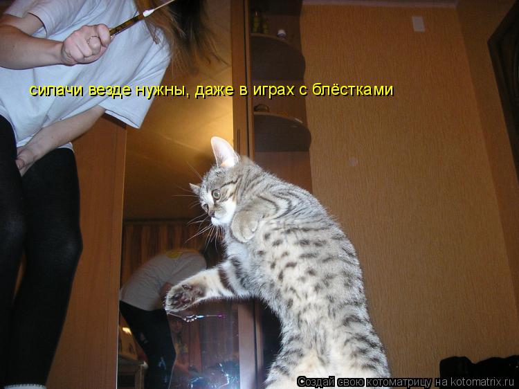 Котоматрица: силачи везде нужны, даже в играх с блёстками