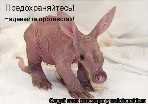 Котоматрица: Предохраняйтесь! Надевайте противогаз!