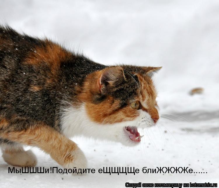 Котоматрица: МыШШШи!Подойдите еЩЩЩЩе блиЖЖЖЖе......