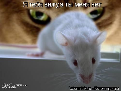Котоматрица: Я тебя вижу,а ты меня нет