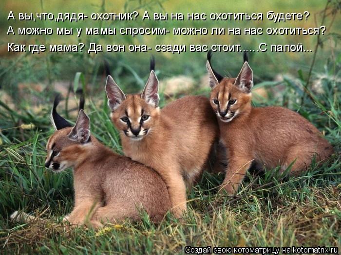 Котоматрица: А можно мы у мамы спросим- можно ли на нас охотиться? А вы,что,дядя- охотник? А вы на нас охотиться будете? Как где мама? Да вон она- сзади вас ст