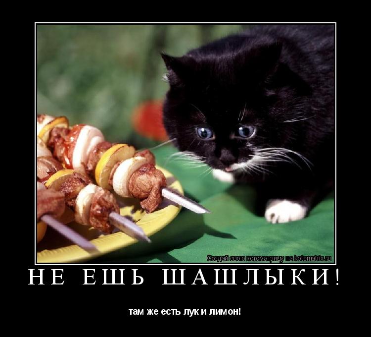 Котоматрица: не ешь шашлыки! там же есть лук и лимон!