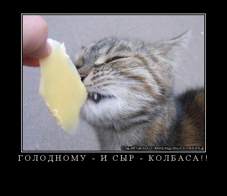 Котоматрица: ГОЛОДНОМУ - И СЫР - КОЛБАСА!! 