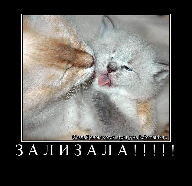 Котоматрица: ЗАЛИЗАЛА!!!!! 