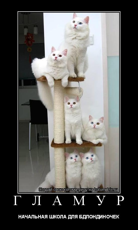 Котоматрица: Г Л А М У Р НАЧАЛЬНАЯ ШКОЛА ДЛЯ БДЛОНДИНОЧЕК