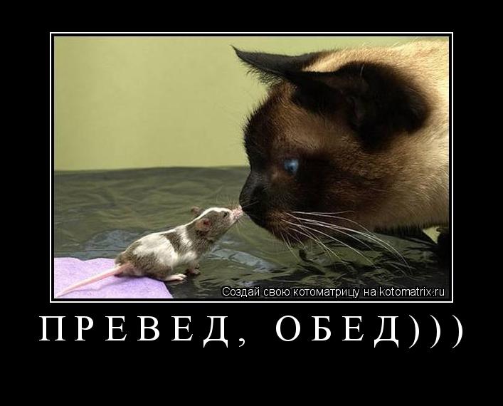 Котоматрица: ПРЕВЕД, ОБЕД))) 