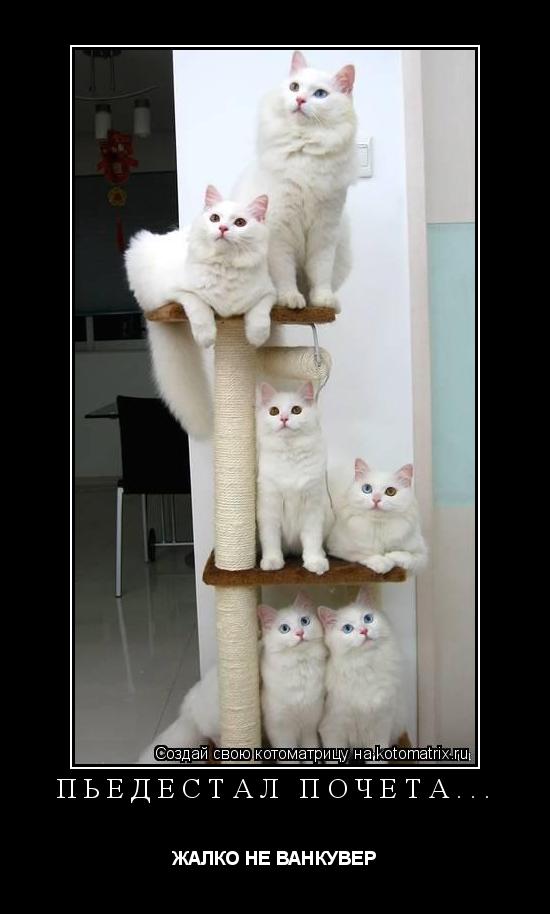 Котоматрица: ПЬЕДЕСТАЛ ПОЧЕТА... ЖАЛКО НЕ ВАНКУВЕР