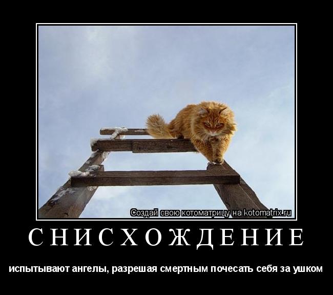 СНИСХОЖДЕНИЕ испытывают ангелы, разрешая смертным почесать себя за ушком... Котоматрица: СНИСХОЖДЕНИЕ испытывают ангелы, разрешая смертным почесать себя за ушком