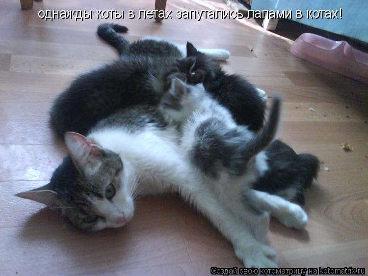 Котоматрица: однажды коты в летах запутались лапами в котах!