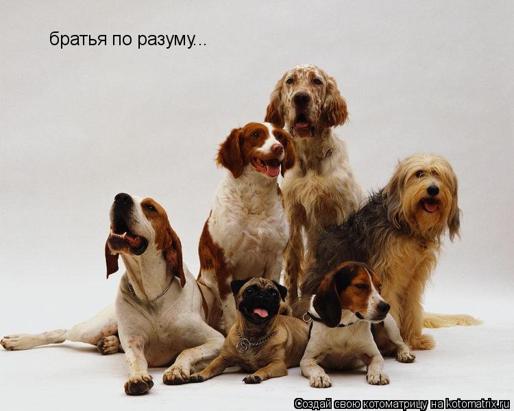 братья по разуму...... Котоматрица: братья по разуму...