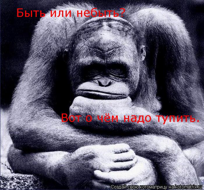 Быть или небыть? Вот о чём надо тупить.... Котоматрица: Быть или небыть? Вот о чём надо тупить.