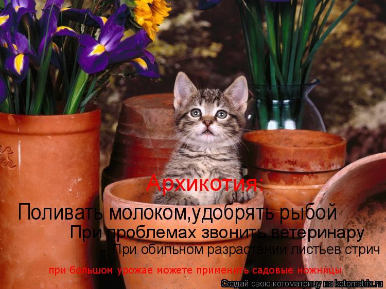 Архикотия: Поливать молоком,удобрять рыбой При проблемах звонить ветеринару При обильном разрастании ... Котоматрица: Архикотия: Поливать молоком,удобрять рыбой При проблемах звонить ветеринару При обильном разрастании листьев стрич при большом урожае мо