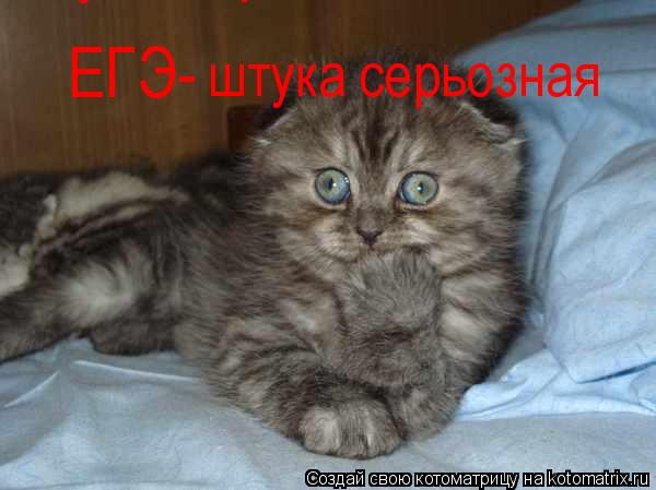 ЕГЭ- штука серьозная штука серьозная... Котоматрица: ЕГЭ- штука серьозная штука серьозная