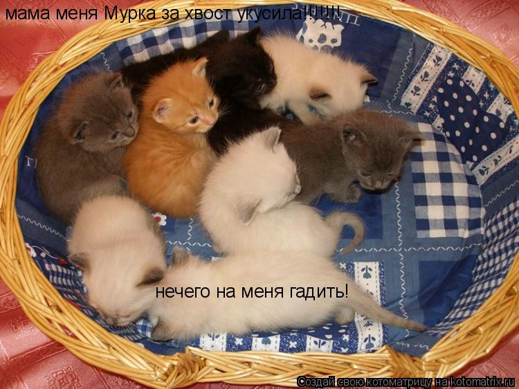 Котоматрица: мама меня Мурка за хвост укусила!!!!!!! нечего на меня гадить!