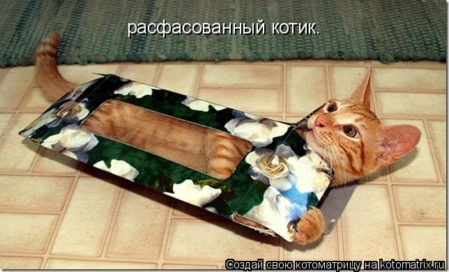 Котоматрица: расфасованный котик.
