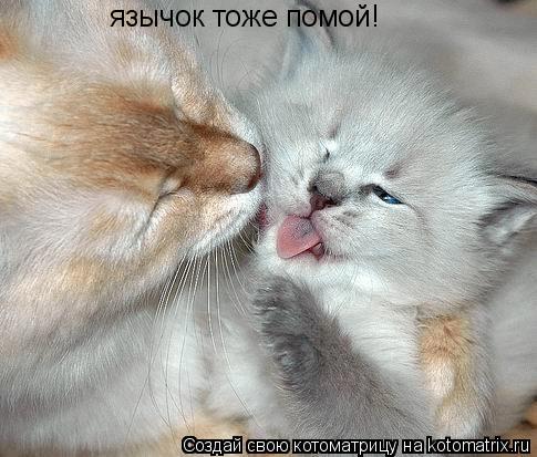 Котоматрица: язычок тоже помой!
