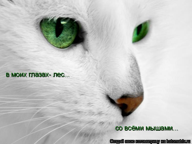 Котоматрица: в моих глазах- лес... со всёми мышами...