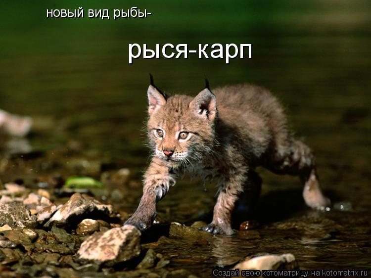 Котоматрица: новый вид рыбы- рыся-карп
