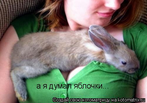 Котоматрица: а я думал яблочки...