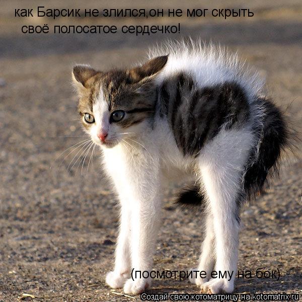 Котоматрица: как Барсик не злился,он не мог скрыть  своё полосатое сердечко! (посмотрите ему на бок)